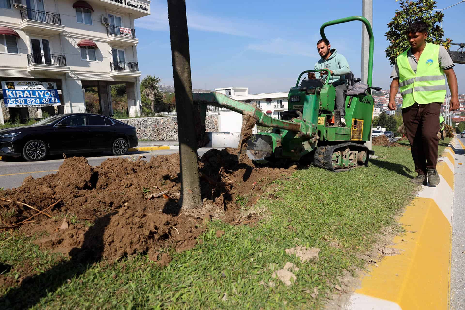 Adapazarı-Serdivan Tramvay Hattında Ağaçlar Taşınıyor