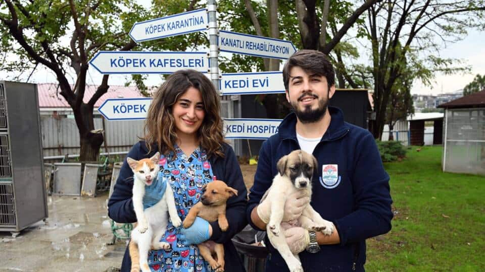 Yalova Belediyesi Sahipsiz Hayvanlara Destek Veriyor